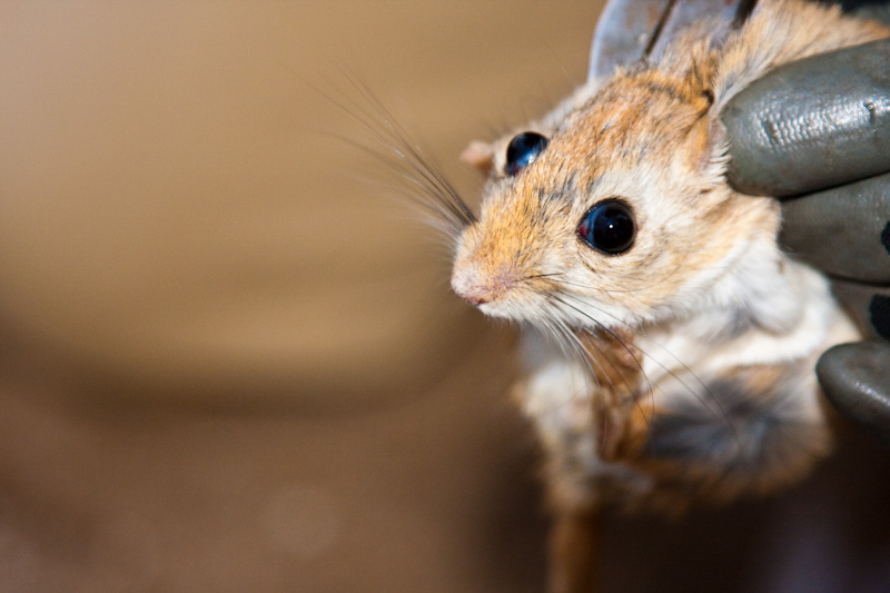 Midday Gerbil